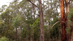 Hairy lesbo pussy eating and orgy in HD