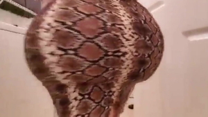 Nailed rough together with large tits latina amateur