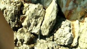 Spanish amateur hardcore sucks dick and fucks