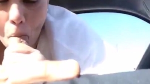 Swallow on the street